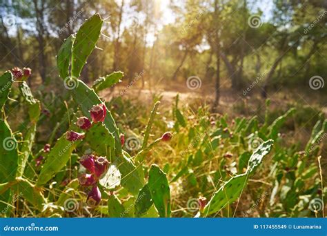 Wild Prickly Pear In Nopal Plant In Mediterranean Stock Image Image