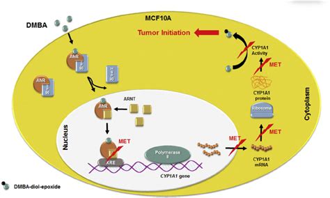 Proposed Mechanism For The Chemopreventive Effect Of Met Against