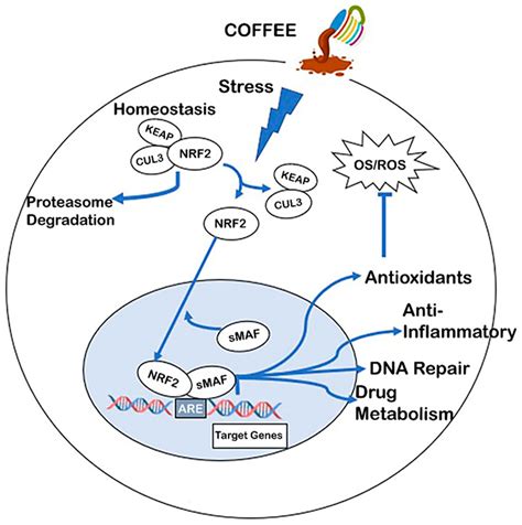Proof That Coffee Is A Drug According To New Neurological Research - RYZE Superfoods