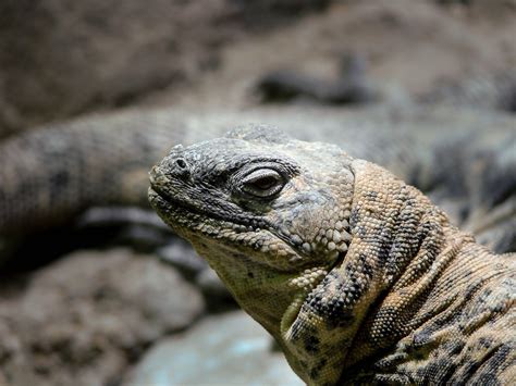 Komodo Dragon Wallpapers Wallpaper Cave