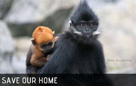 Help save the endangered Francois' Langur | People Resources and ...