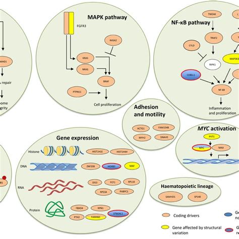 Key Oncological Pathways In Multiple Myeloma Can Be Targeted By Both