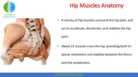 Hip Muscles Anatomy | OrthoFixar 2024