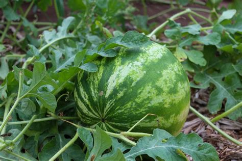 10 Best Kinds Of Watermelon And How To Cultivate Them Lineup Mag