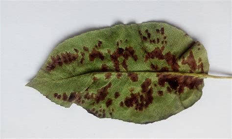 Грушевый галловый клещ — Eriophyes pyri (Pgst) на рябине | АПК "Витус ...