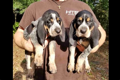 Bluetick Coonhound Puppies For Sale