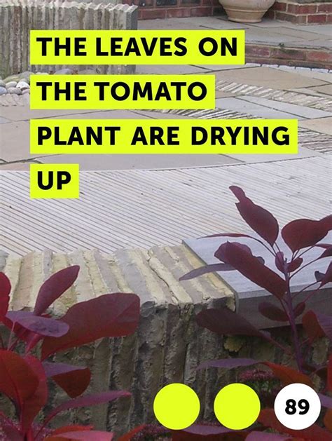 Learn The Leaves On The Tomato Plant Are Drying Up How To Guides Tips And Tricks Tomato