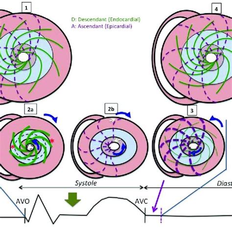 The hexaxial reference system. Note that the position of each limb lead ...