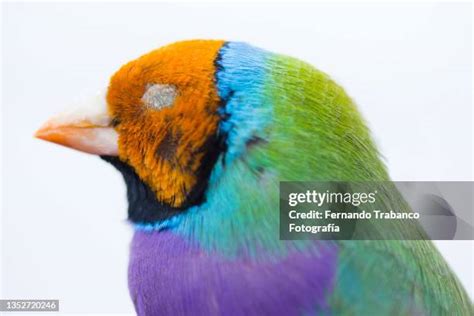 Blind Macro Photos and Premium High Res Pictures - Getty Images