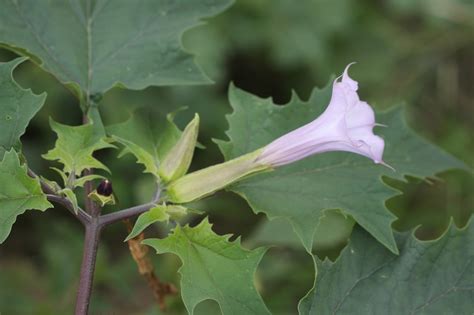 Botanikasestao La Fantasmal Datura Stramonium