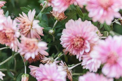 Chrysanthemums Plant Care And Growing Guide