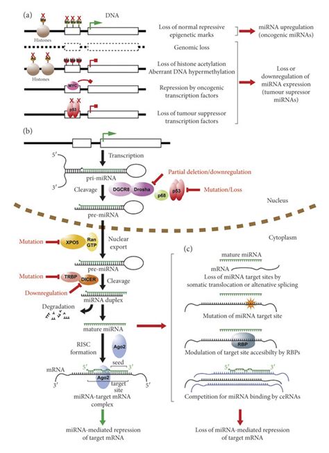 Mirna Dysregulation In Cancer A Schematic Representation Depicting The