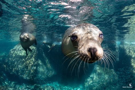 Scuba Diving A Sea Lion Colony Brent Durand Underwater