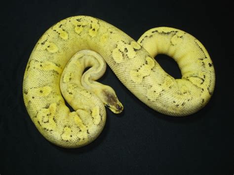 Morph List - World of Ball Pythons