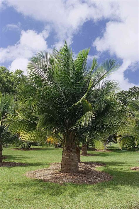 Conoce Los Diferentes Tipos De Palmera Y Escoge La Adecuada