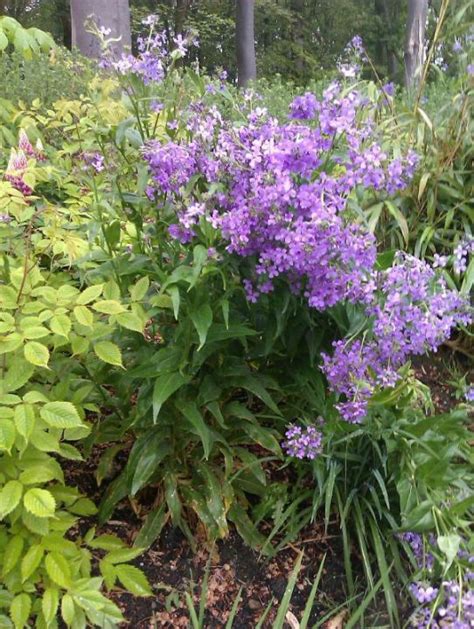 Hesperis Matronalis Damastbloem De Tuinen Van Appeltern