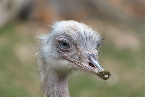 Brown Ostrich · Free Stock Photo