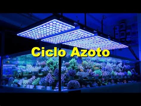 Ciclo Dell Azoto E Maturazione In Acquario Marino E Dolce Differenze