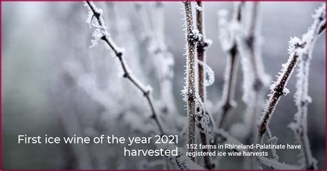 First Ice Wine Of The Year 2021 Harvested Wein Plus Wine News