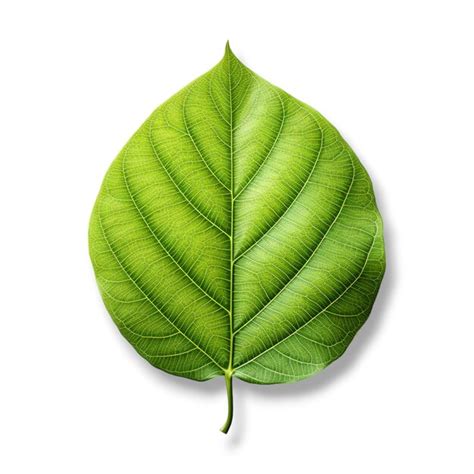 Una Sola Hoja Verde Al Estilo De Fondo Blanco Foto Premium