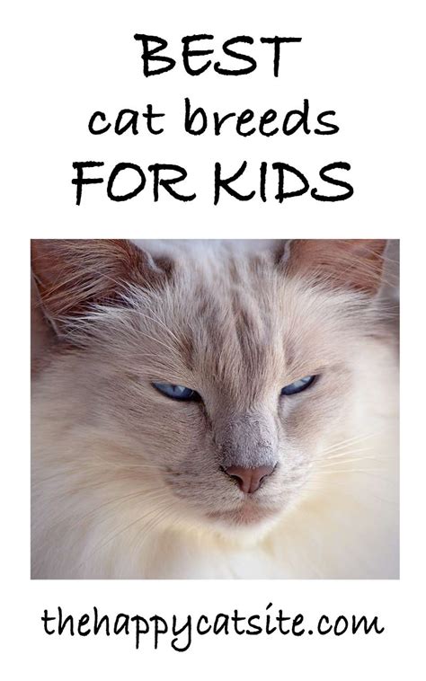 Best Cats for Kids: Choosing the best cat breeds for children