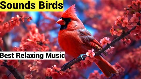 Relaxing Music Bird Sounds Sleep Music Piano Music Meditation Music