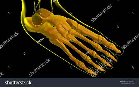 Human Skeleton Foot Bones Anatomy Medical Stock Illustration 2027021903 | Shutterstock