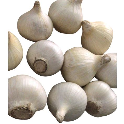 A Grade Yellowish White Single Clove Kashmiri Garlic Rs 250kg Id