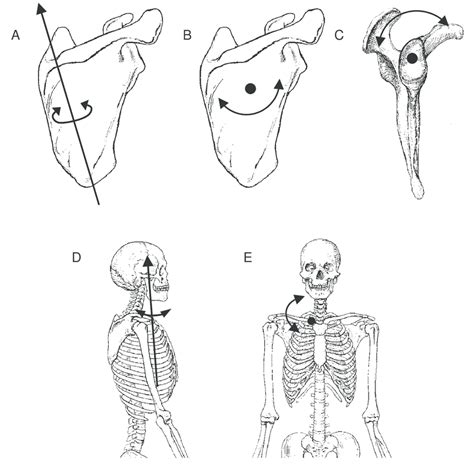 Axes And Rotations For Scapular And Clavicular Rotations A Scapular