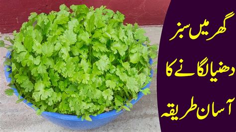 How To Grow Coriander Dhaniya At Home In Plastic Tubs Youtube