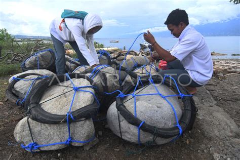 Praktek Budi Daya Rumput Laut Antara Foto