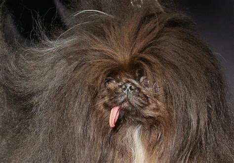 Eligieron al perro más feo del mundo el ganador fue un pequinés Sabelo