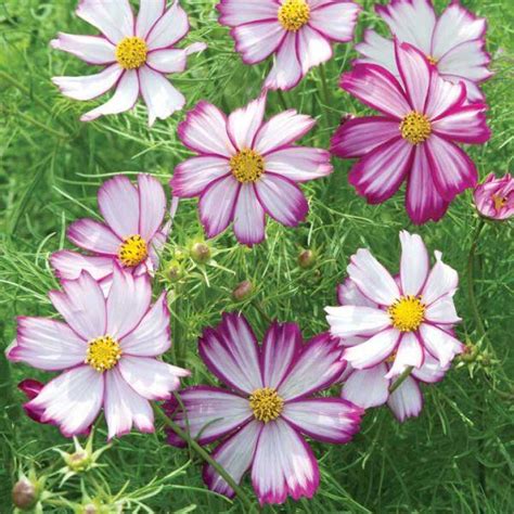 Cosmos Tip Top Picotee Pillang Vir G Florapont