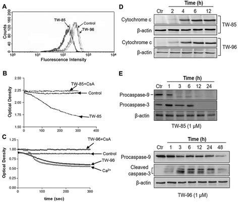 Pyrrolidine NQ Induced Changes In The Mitochondrial Membrane Potential