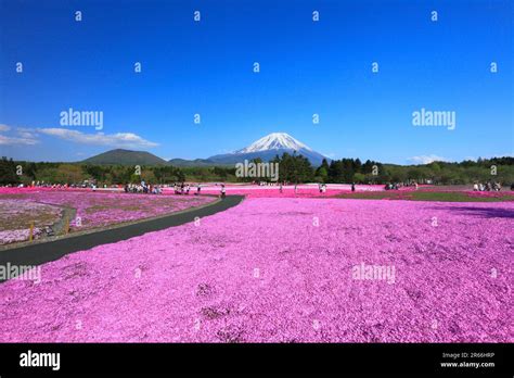 Shiba Zakura At Mt Fuji Motosuko Resort And Mt Fuji Stock Photo Alamy