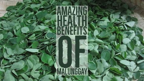 16 Potential Health Benefits Of Malunggay