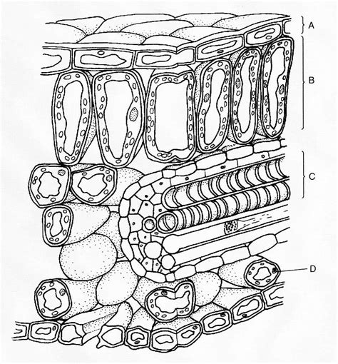 Longhouse Drawing At Getdrawings Free Download