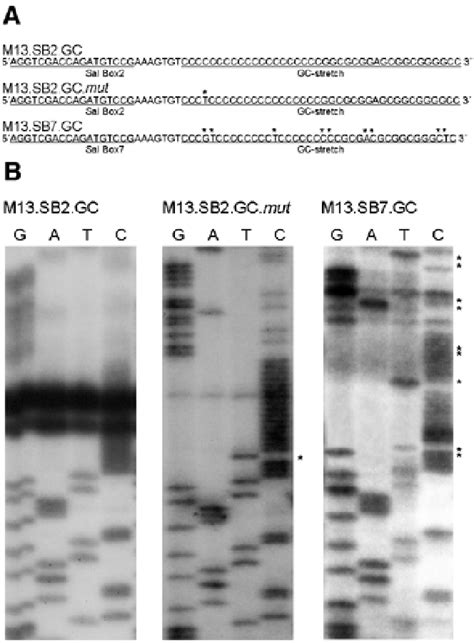 The Influence Of Secondary Structures On Dna Polymerization A Download Scientific Diagram