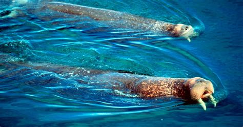 tracking pacific walrus  indigenous knowledge wwf