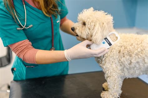 What To Expect From A Microchipping Procedure