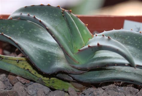 Aloe Lavranosii 2018 08 10 Cm Pot This Plant Was Bought Flickr