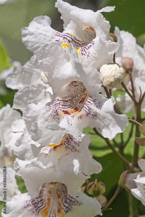 Northern Catalpa Flowers Catalpa Speciosa Called Hardy Catalpa