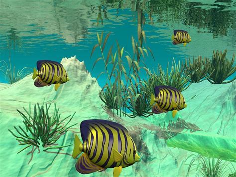 3D Fish Desktop Wallpapers Top Free 3D Fish Desktop Backgrounds