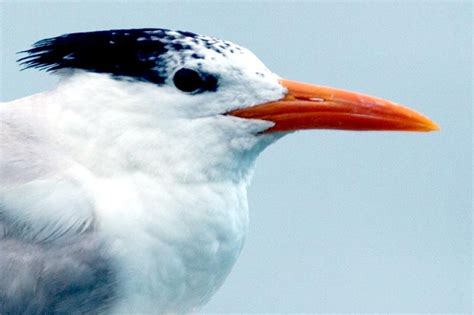 Royal Tern Ocean Treasures Memorial Library