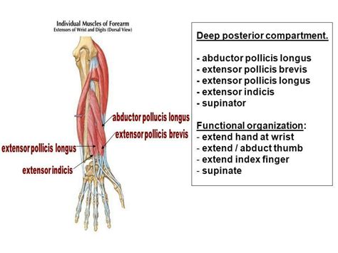 Solution Extensor Compartment Of Forearm 2 Studypool