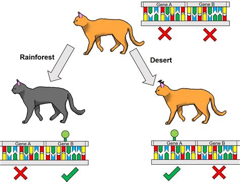 Differential expression – The G-cat