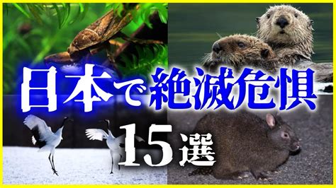 【ゆっくり解説】実は絶滅危惧種の日本の動物15選を解説生物多様性ホットスポット日本の生物たち Youtube