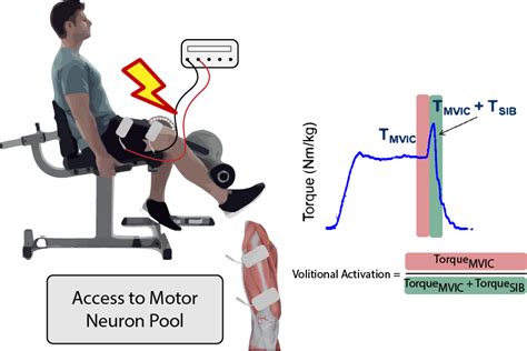 Neural Drive And Motor Unit Characteristics After ACLR Implications