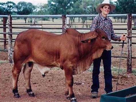 GIPSY PLAINS LORD JIM H Gipsy Plains Brahmans