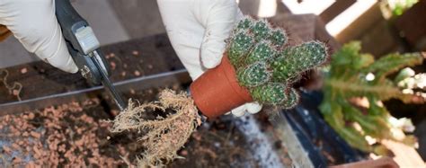 Comment Rempoter Un Cactus Maison Tradi